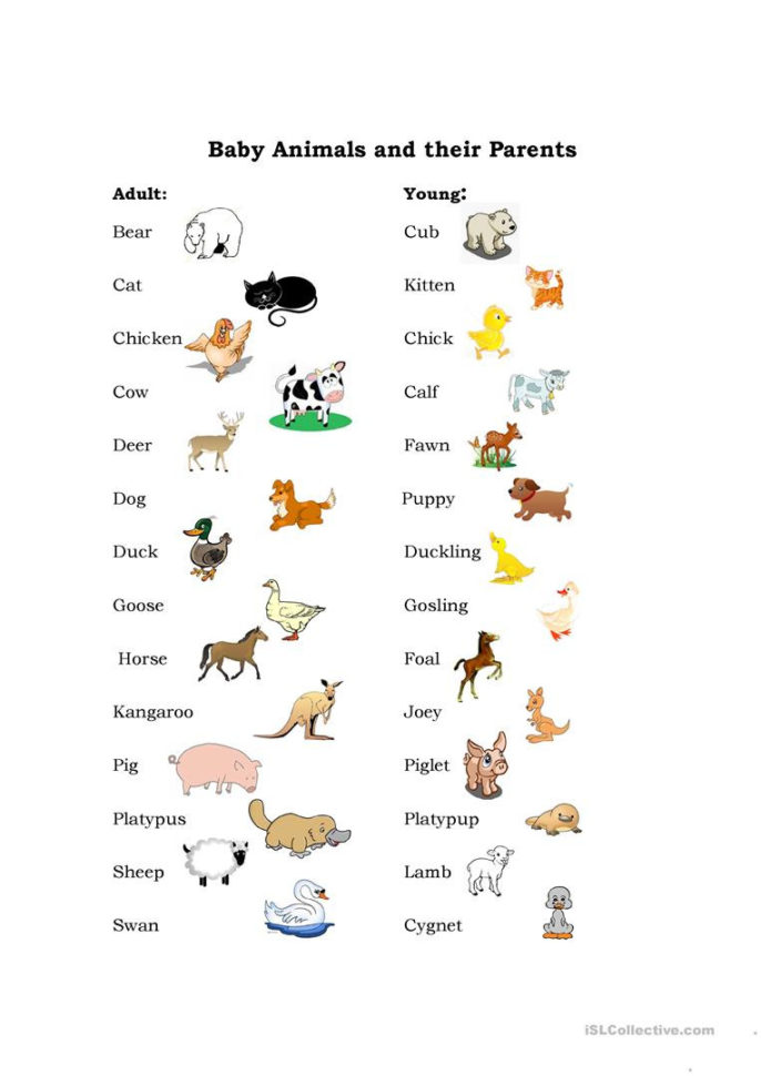 Baby Animals  English Esl Worksheets