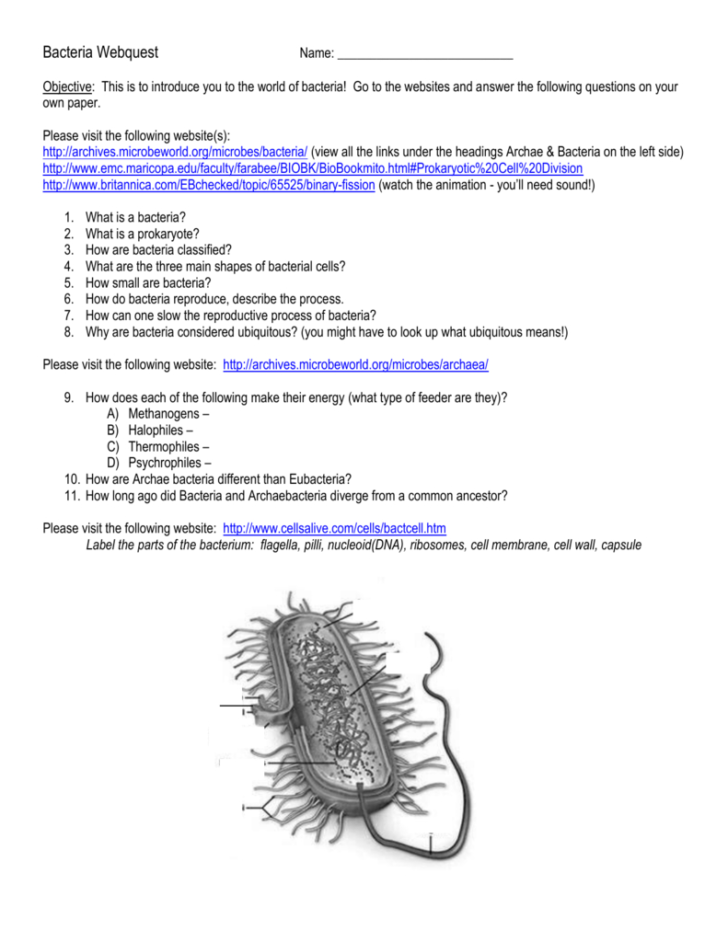 Cells Alive Bacterial Cell Worksheet Answer Key Db excel