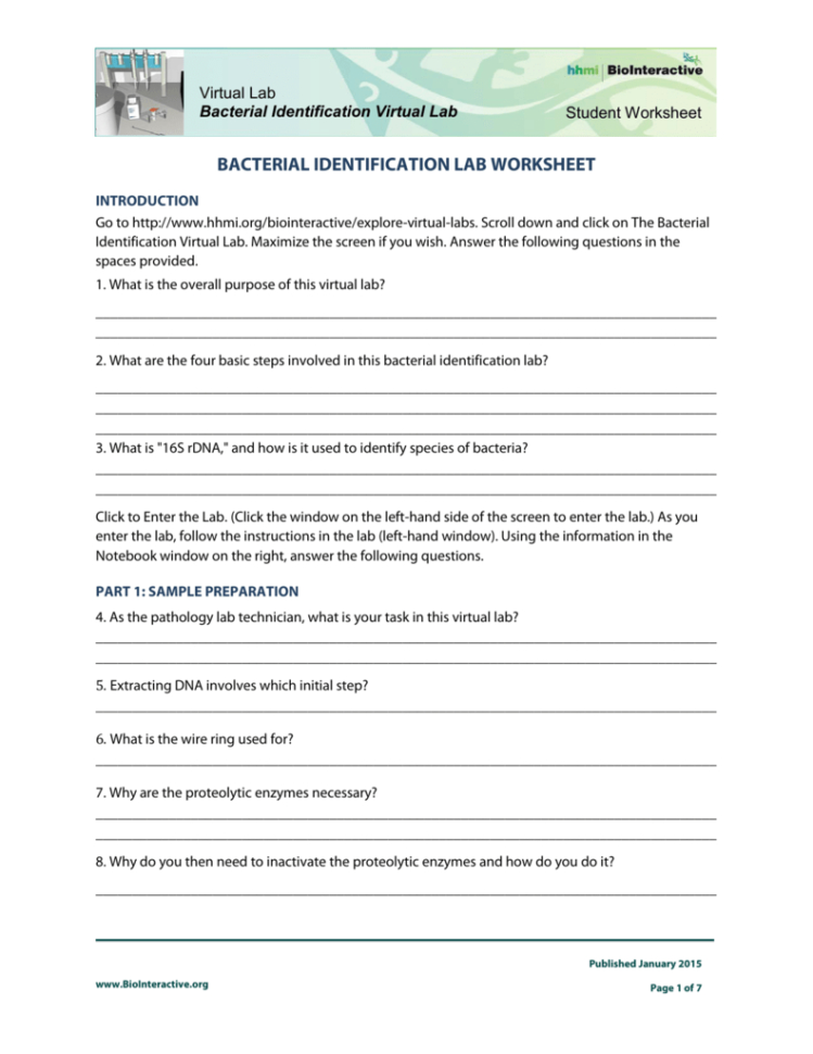 Bacterial Identification Lab Worksheet