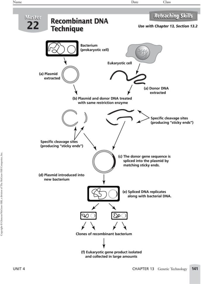 Basic Concepts Recombinant Dna Use With Chapter 13 Section Pdf