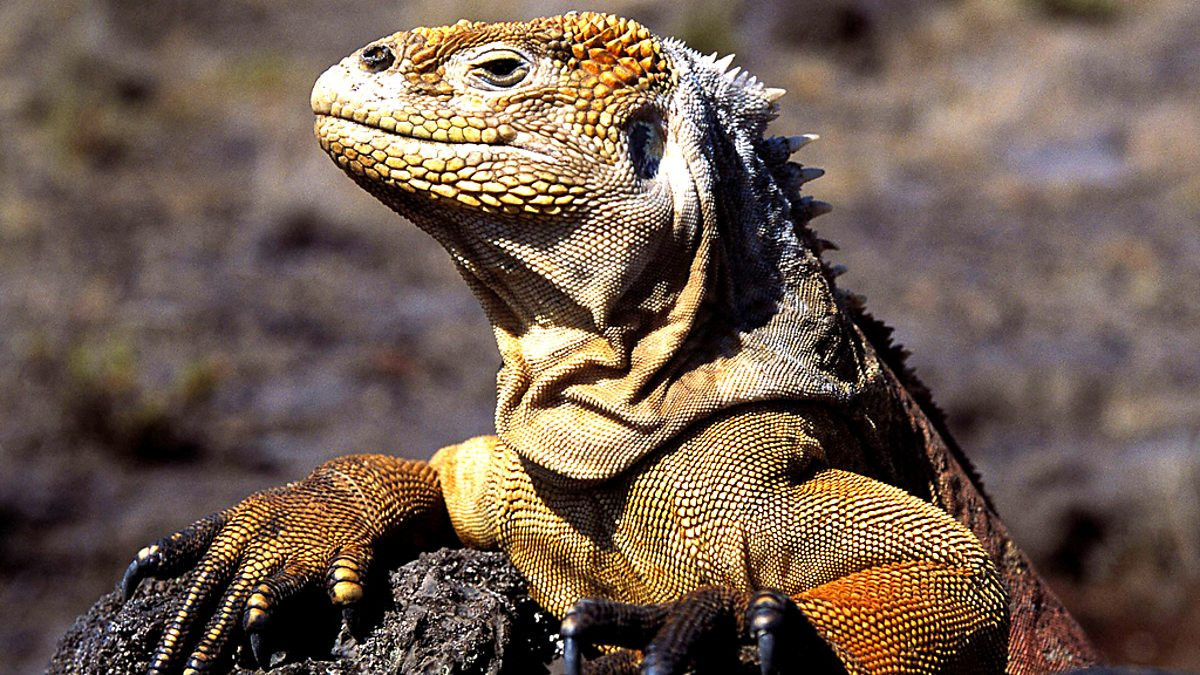 Bbc Hd  Galapagos Islands That Changed The World