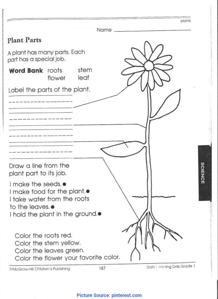 Best Third Grade Science Activities 1St Grade Science Worksheets