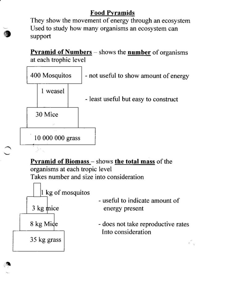 Bill Nye Food Web Video Worksheet Answers  Free Arabic