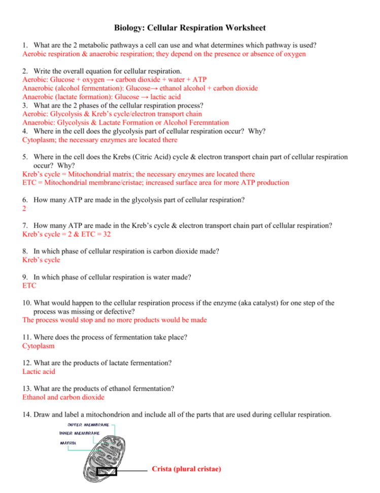 Bio Resp Formative Hw Key 2
