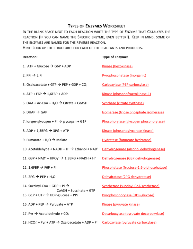 Bio205 Type Of Enzyme Worksheet Answers  Bio 305Lec  Ub