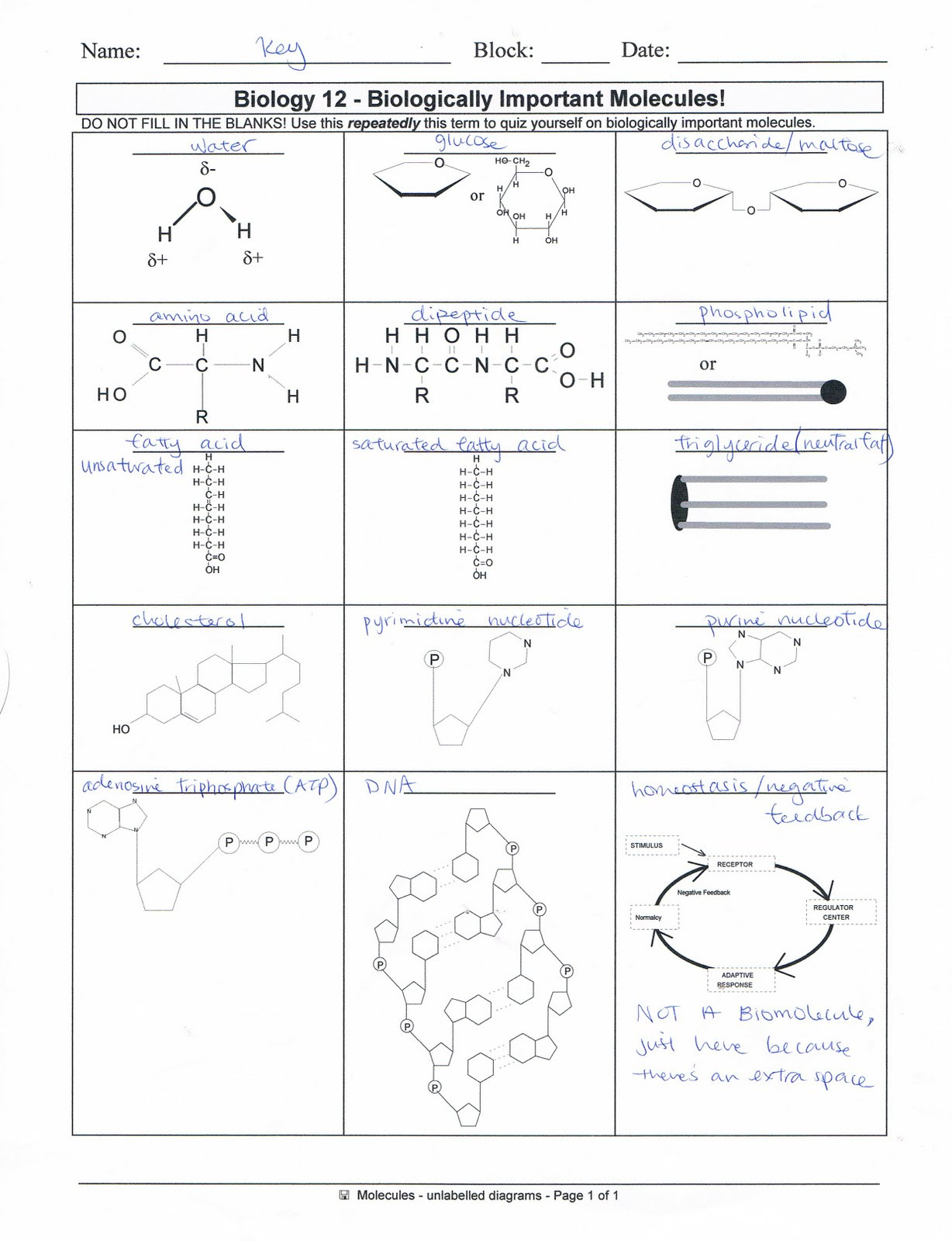 biological-molecules-worksheet-answers-soccerphysicsonline-db-excel