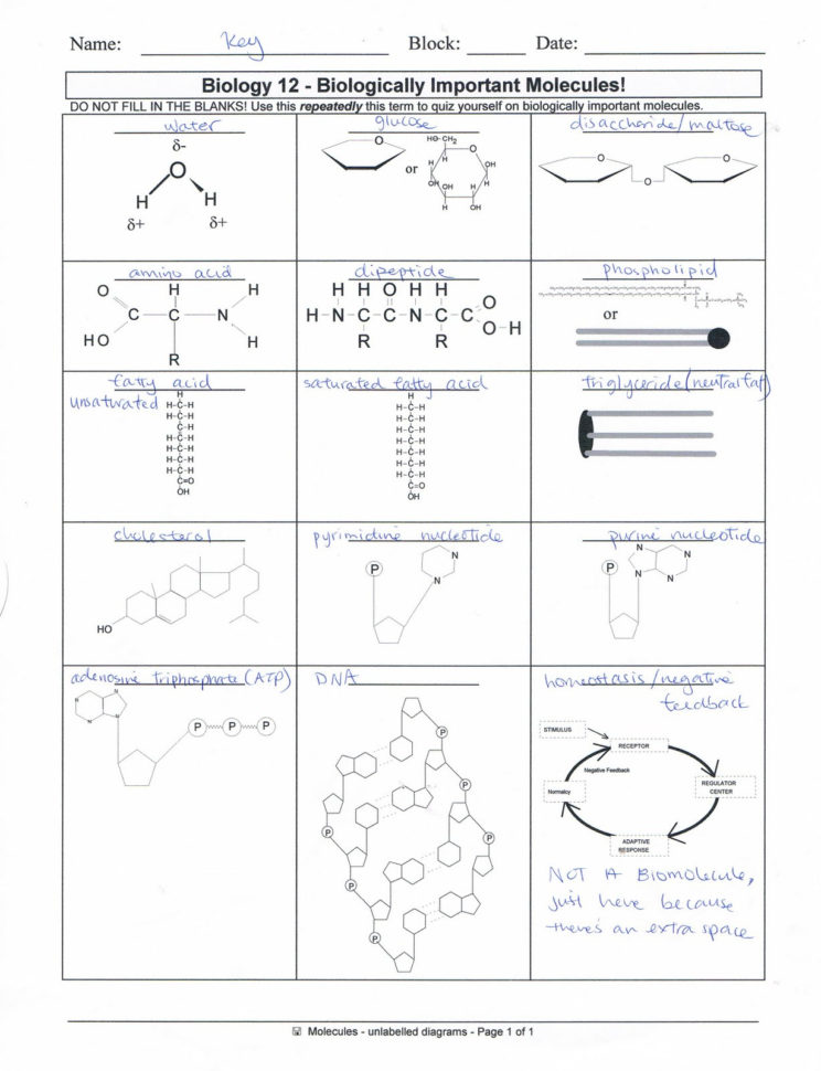 Biological Molecules Worksheet Answers  Soccerphysicsonline