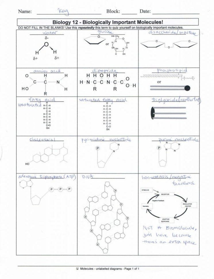 Biological Molecules Worksheet Answers  Soccerphysicsonline