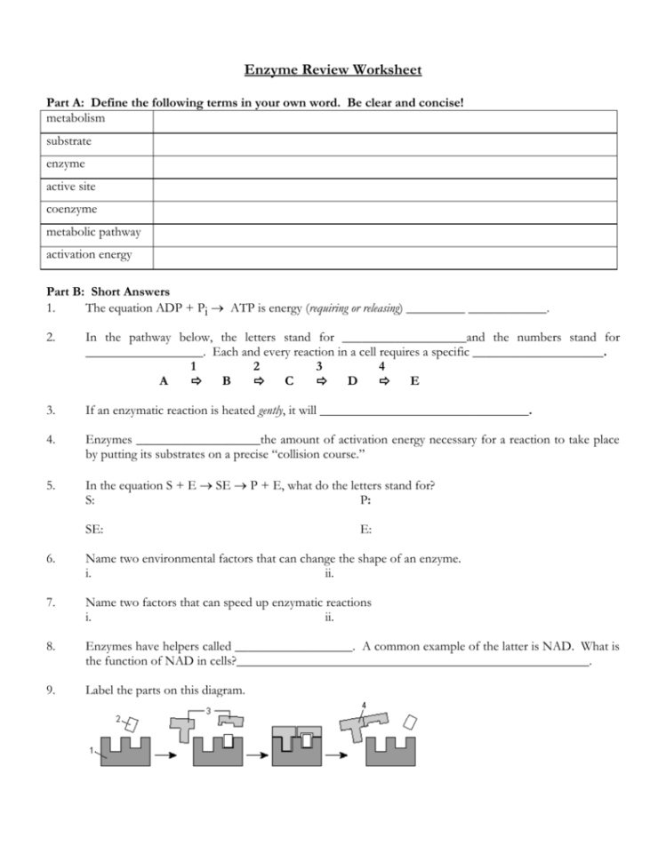 Biology 12  Enzymes  Metabolism