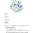 Biology 12  The Cell – Review Worksheet