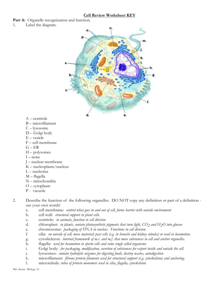 Biology 12  The Cell – Review Worksheet