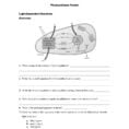 Biology 20  Photosynthesis Worksheet