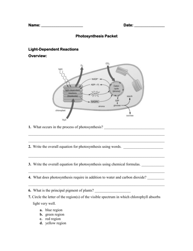 Biology 20  Photosynthesis Worksheet