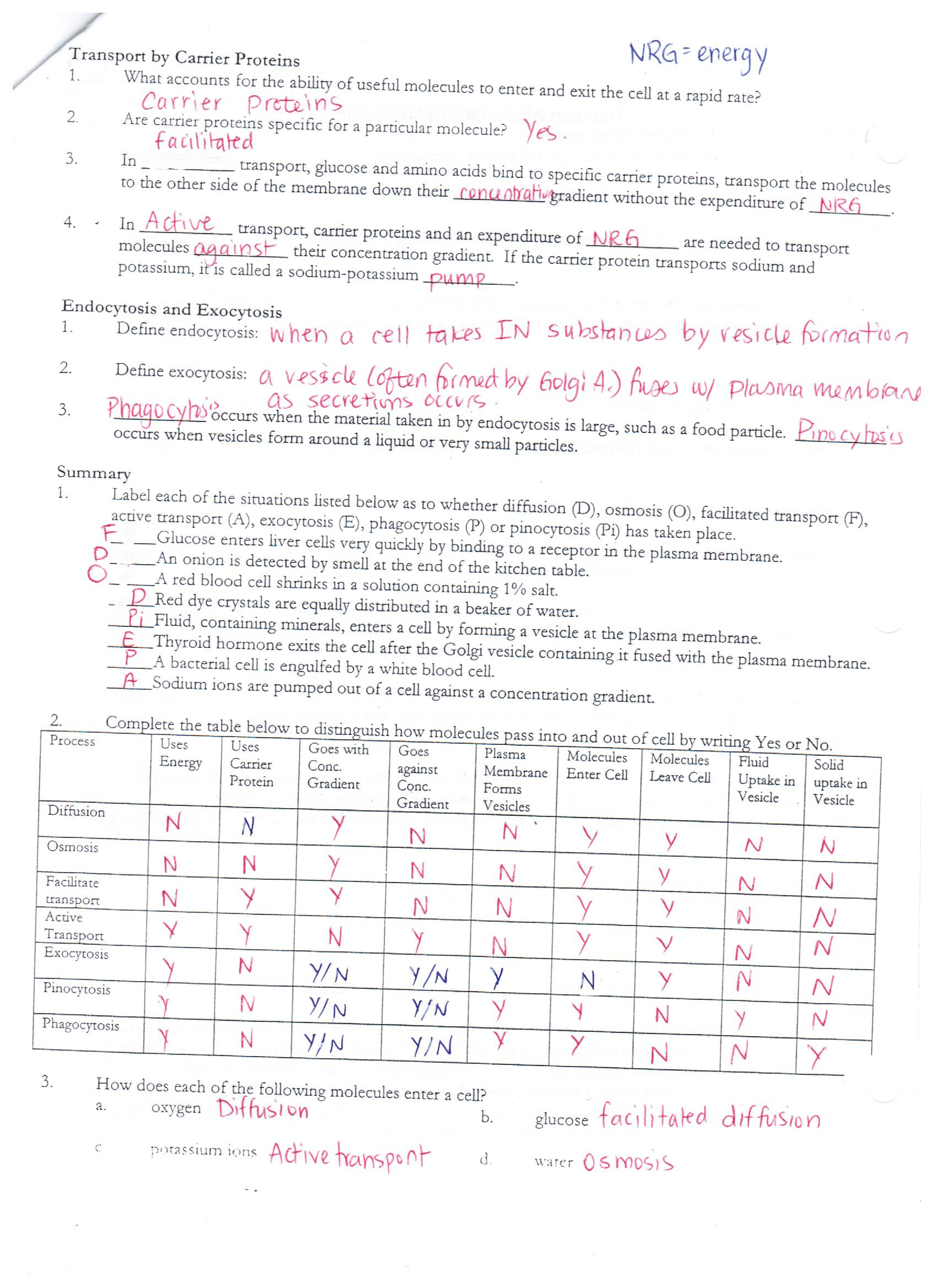 Cell Membrane Worksheet Answers With Transport In Cells Worksheet