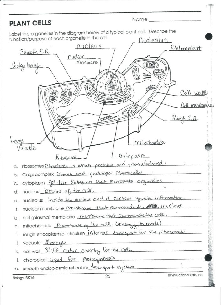 Biology Coloring Sheet – Tulippaperco