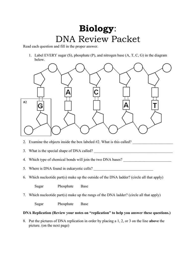 Biology Dna Review Packet