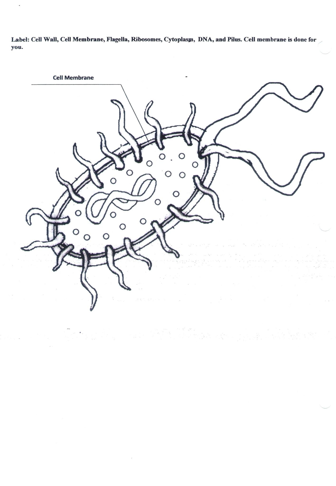 Cell Membrane Worksheet Answers
