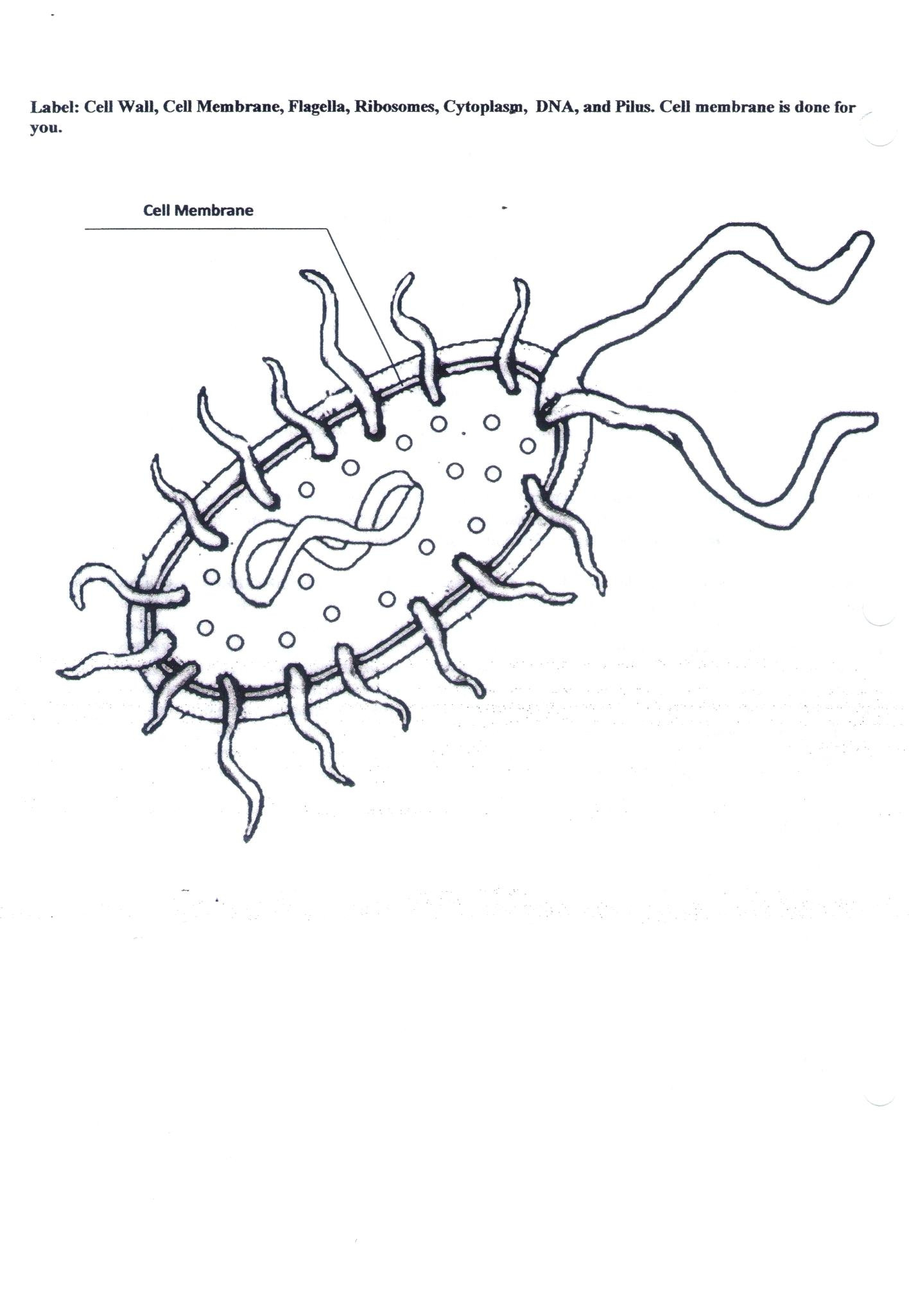 Biology Junction Cell Membrane Coloring Worksheet Answers — db-excel.com