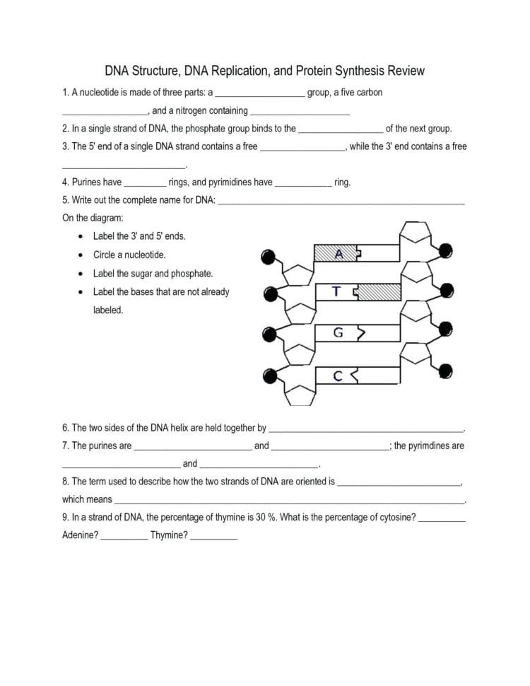 Biology Junction Fungi Coloring Worksheet Answers