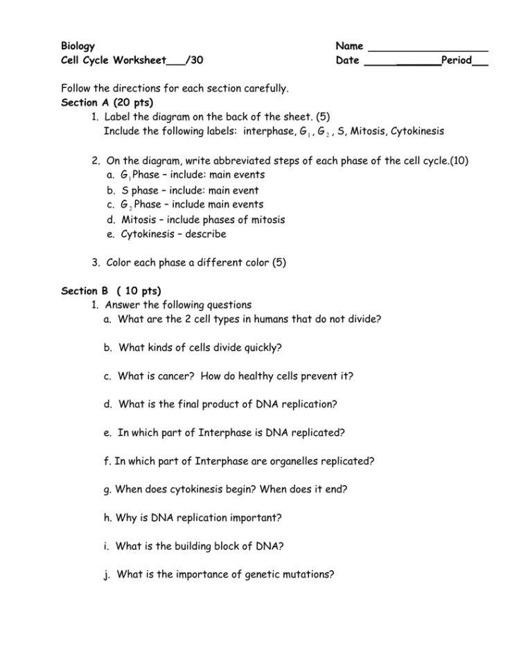 Biology Name Cell Cycle Worksheet30