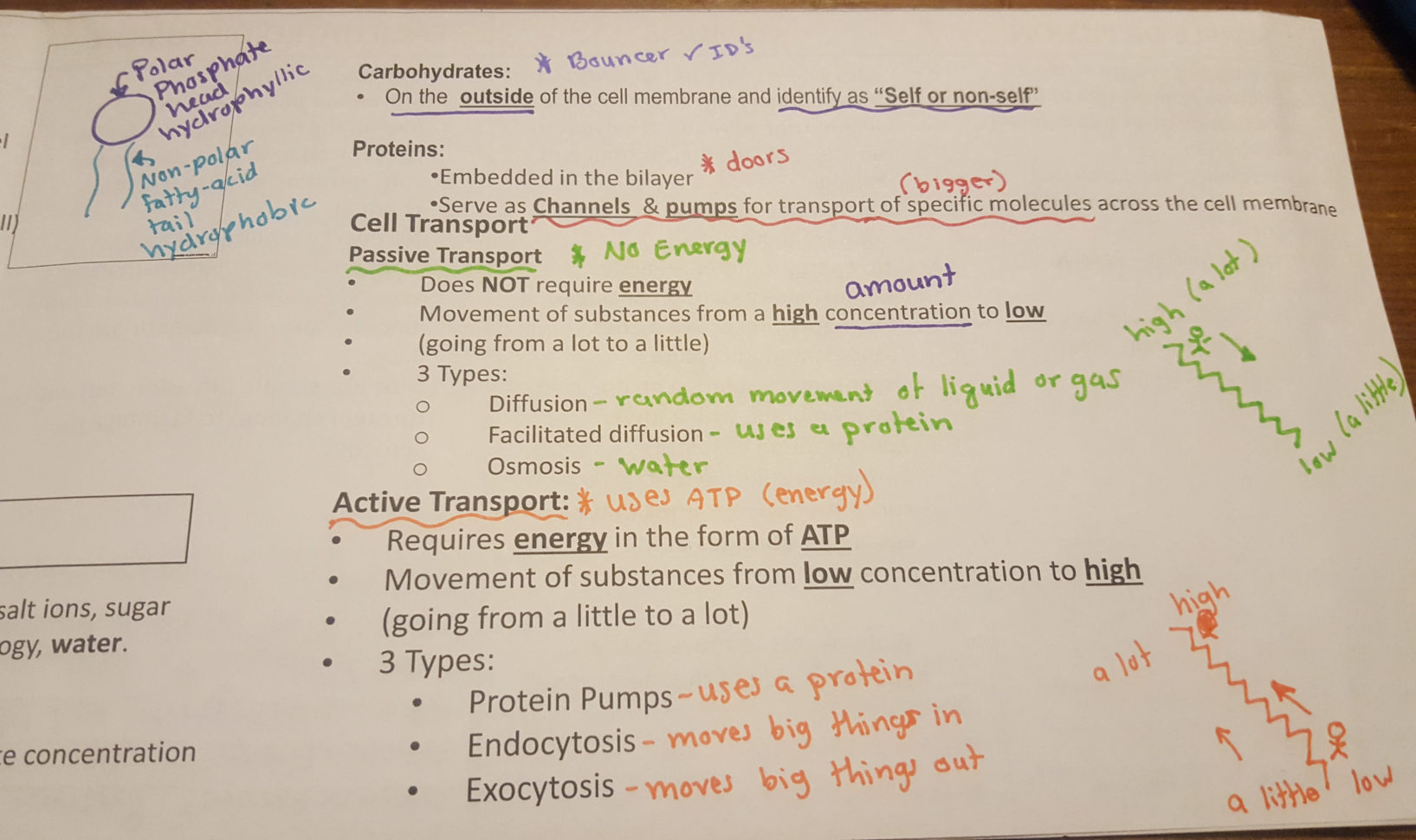 Biology  Notes  Helpful Documents