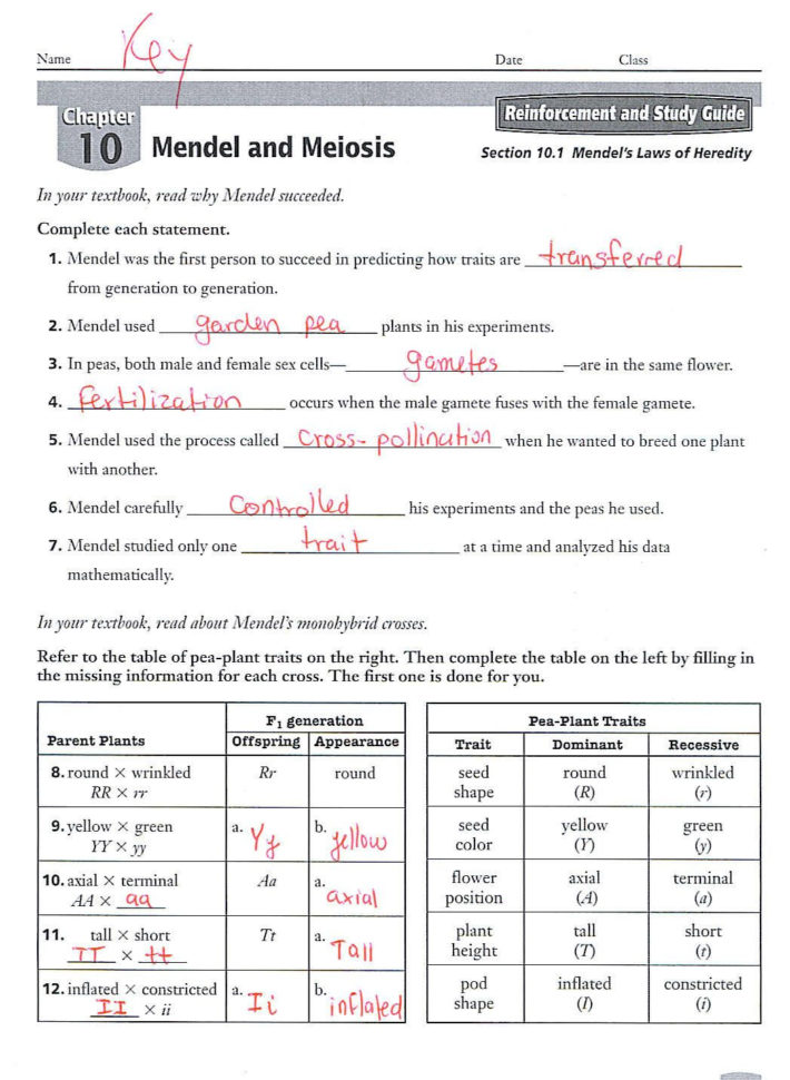 Biology Section 11 4 Meiosis Worksheet Answer Key