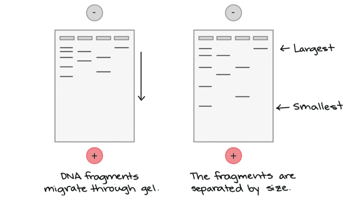 Gel Electrophoresis Worksheet