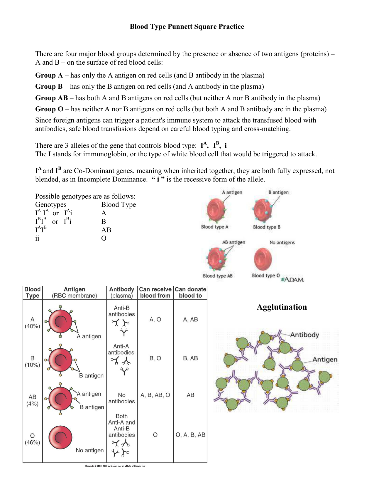  Blood Type Punnett Square Worksheet Free Download Gambr co