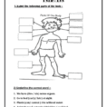 Body Parts Worksheets For Grade Parts Of The Human Body Grade