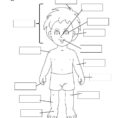Body Partswith Video  Interactive Worksheet