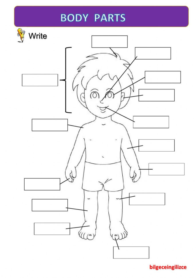 Body Partswith Video  Interactive Worksheet