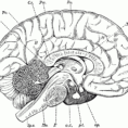 Brain Anatomy Coloring Book  Human Anatomy Diagram