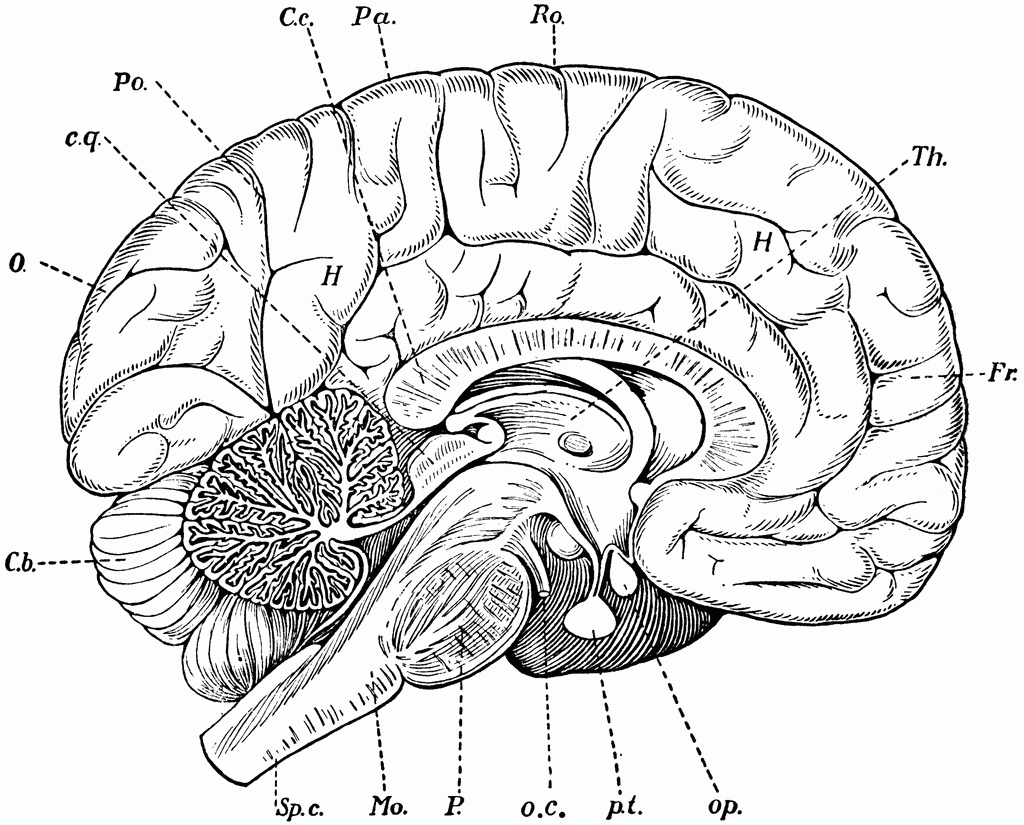 Brain Anatomy Coloring Book  Human Anatomy Diagram
