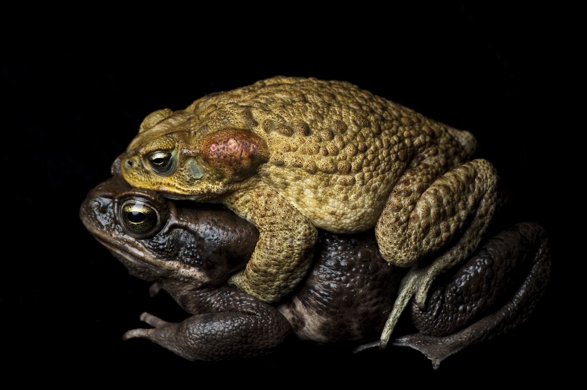 Cane Toad  National Geographic