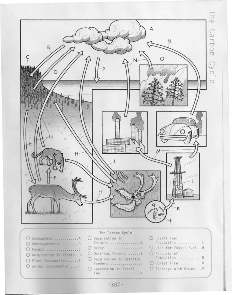 Carbon Cycle