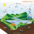 Carbon Cycle  A Level Geography
