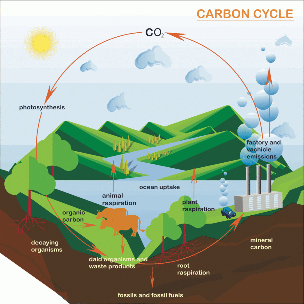 Carbon Cycle  A Level Geography