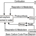 Carbon Cycle Diagram