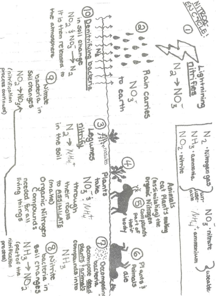 Carbon Cycle Diagram Worksheet  Netvs