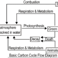 Carbon Cycle Labeling Diagram  Meta Wiring Diagrams