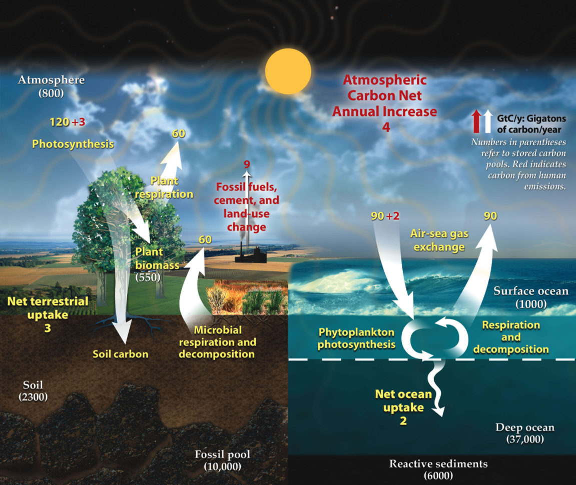 Carbon Cycle Wikipedia — db-excel.com