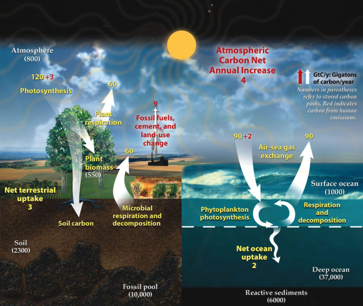 Effects Of Co2 On Plants Worksheet Answers