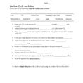 Carbon Cycle Worksheet