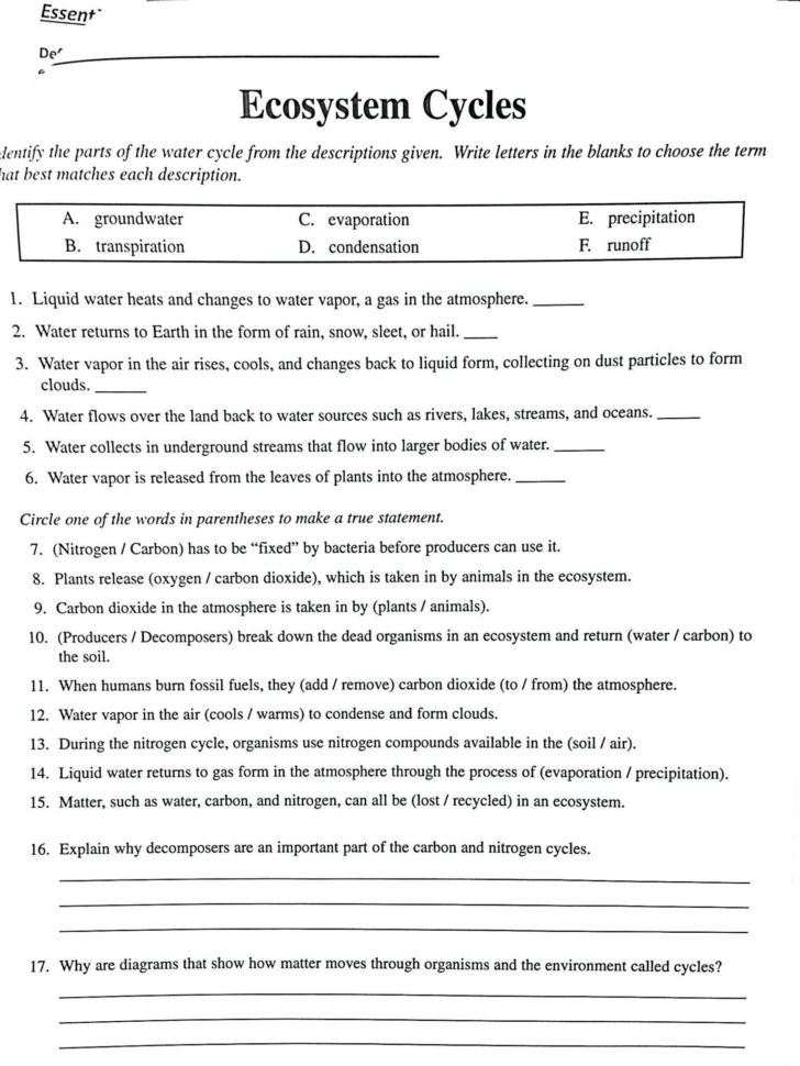 Carbon Cycle Worksheet Answer Key
