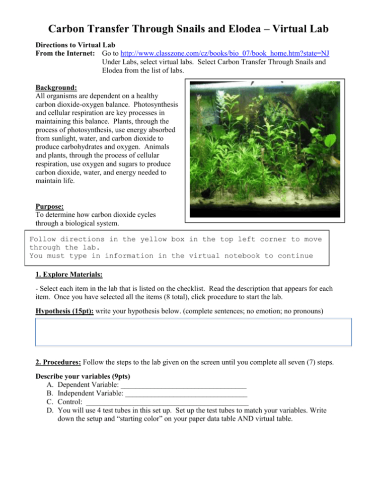 Carbon Transfer Through Snails And Elodea  Virtual Lab