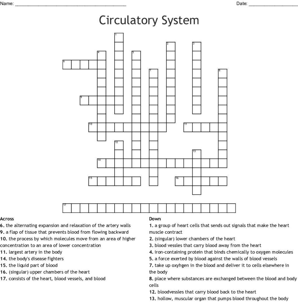 Cardiovascular System  Chapter 5 Crossword  Word