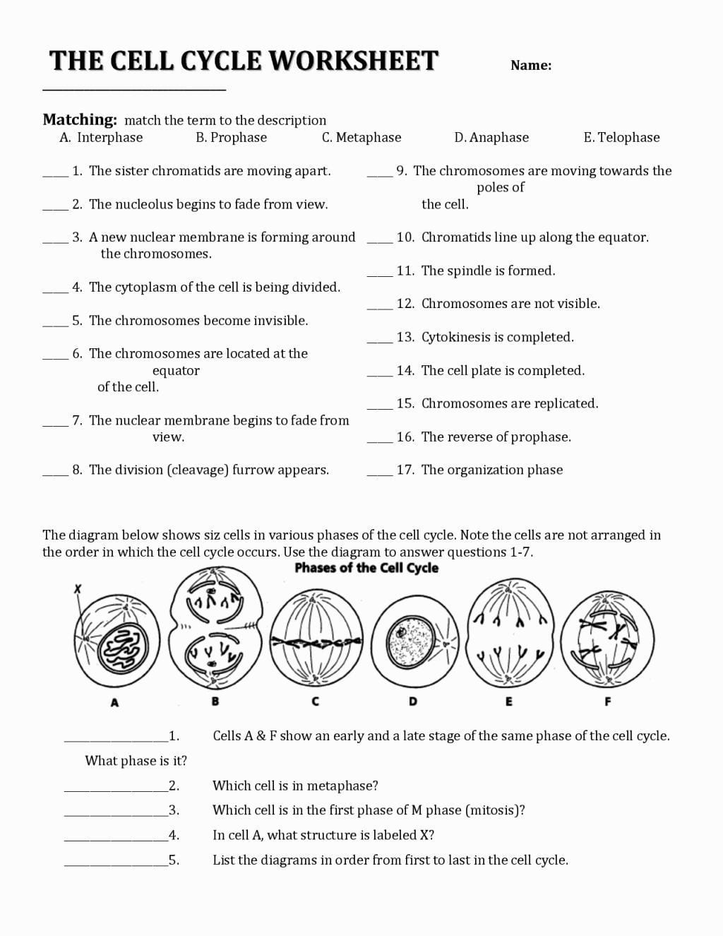 Cell Activity Worksheet