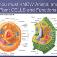 Cell And Their Organelles  Ppt Video Online Download