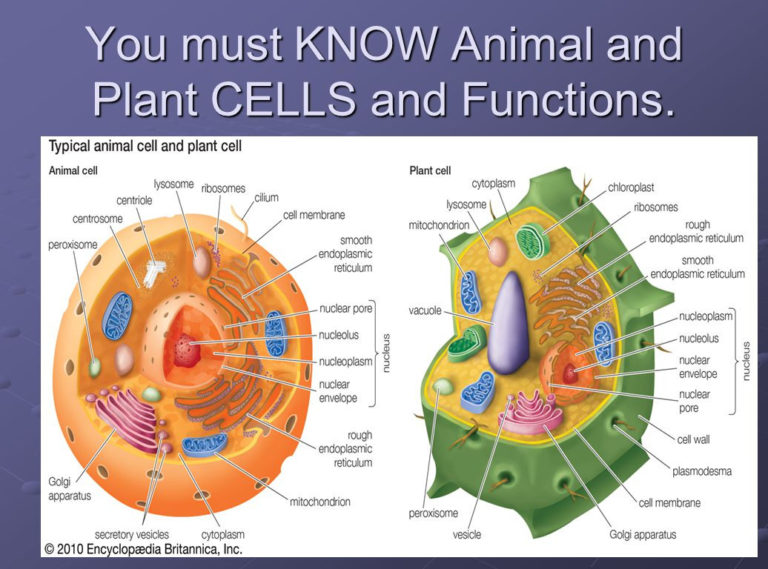 Cell And Their Organelles Ppt Video Online Download Db excel