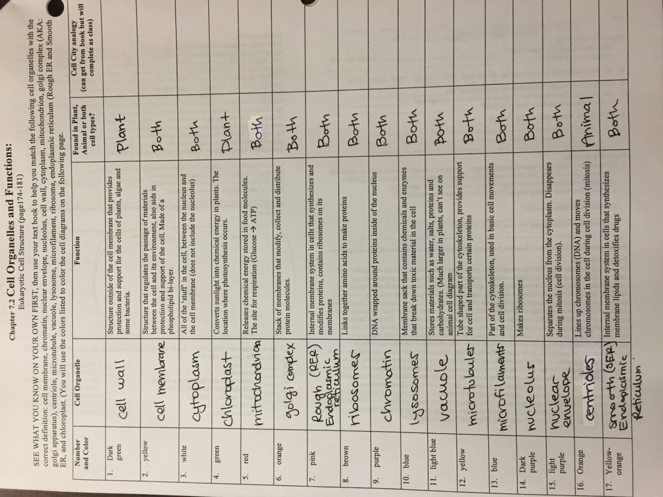 Cell Biology Worksheets High School  Homeshealth